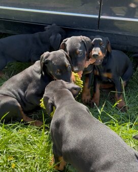 Doberman šteniatka s PP - 2