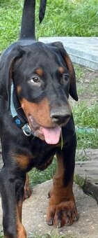 Doberman s PP - 2