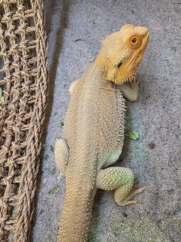 Agama Bradatá Witblits - 2