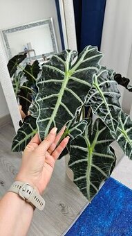 Alocasia Polly - 2