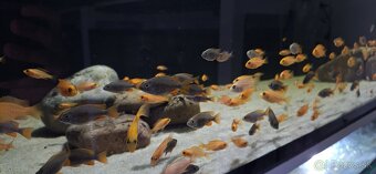 Africke cichlidy malawi - 2