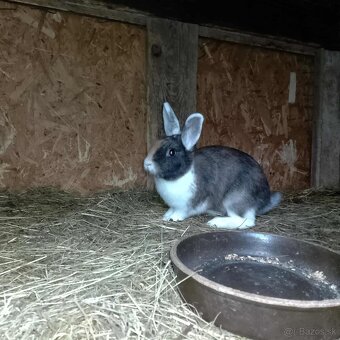 Predám zajace - 2