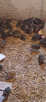 Japonské prepelice - 2