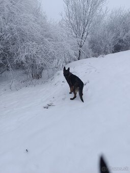 Nemecký ovčiak - 2