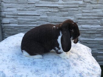 Francuzsky Baran - 2