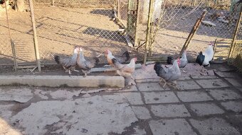 Vlaska striebornokrka - 2