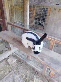 Nemecký obrovitý strakáč - 2