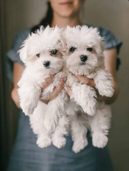 Maltezak, mini maltezak - 2