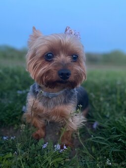 yorkshire terrier - krytie - 2