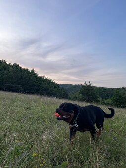 Rottweiler Rotvajler RTW krytie - 2