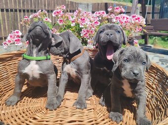 cane corso šteniatka - 2