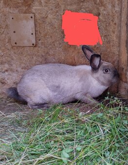 Siamské králiky s rodokmeňom - 2