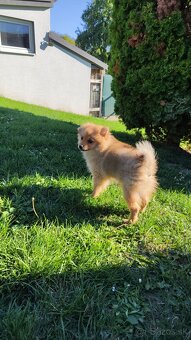Predám nemeckého špica pomeriána - 2