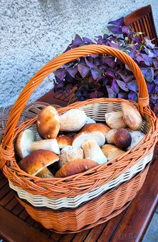 Sušené hríby 9/10 2025 - 2