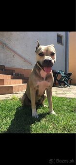 Darujem Staforda - 2