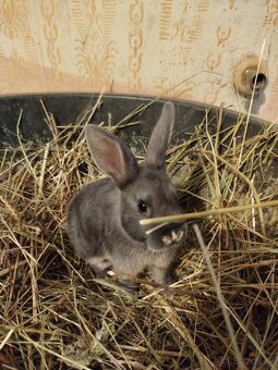 Predám zakrslých zajačikov - 2