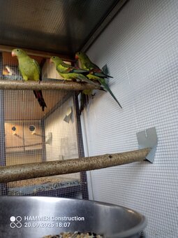 Papagáj horský - 2