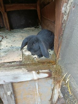 Predám králiky - 2