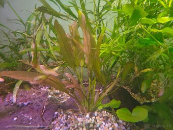 RASTLINY Z AKVARIA12 - 2