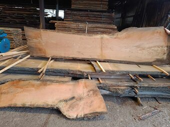 Japonská sophora - fošne - 2