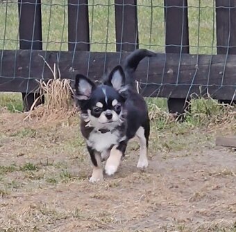 Čivava s pp mini - 2