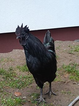 Ayam Cemani - 2