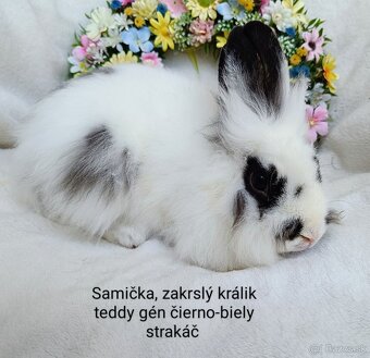 Zakrslý králik teddy gén s VP - samička strakáč - 2