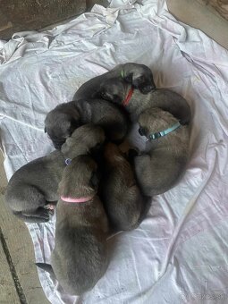 Turecký kangal - 2