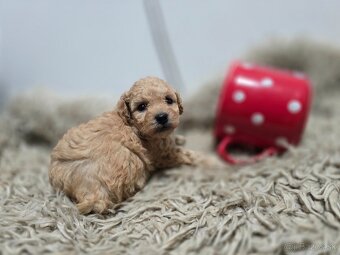 Toy pudel - 2