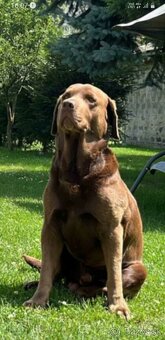 Krytie - Labrador - 2