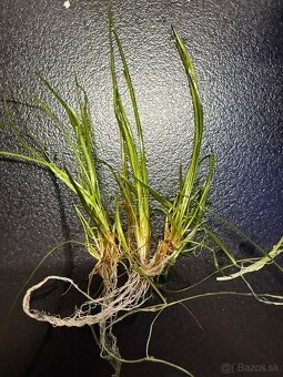 Rastlinky do akva / krevetaria - 2