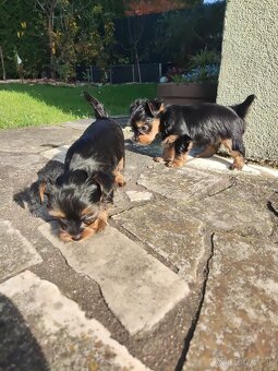 Predám šteniatka Yorkshirsky terier - 2