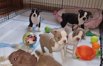 Boston terier Bostonský tetier - 2