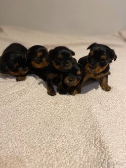 Yorkshirsky teriér - 2