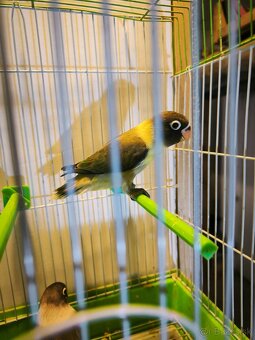 Predám Agapornis škraboškovy - 2