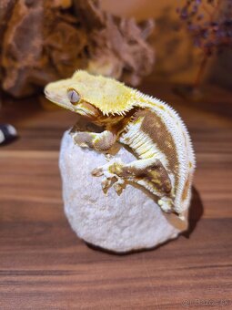 Pagekon riasnaty - 2