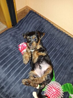 Yorkshirsky terier - 2