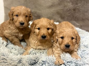 Goldendoodle - 2