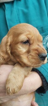 Anglický kokeršpaniel - 2