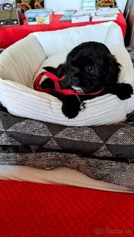 Mopsipoo - 2