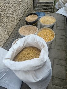 Krmna zmes - Nosnice, Brojlere - 2