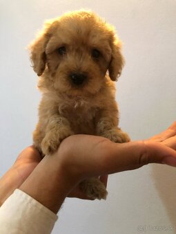 Mini maltipoo - 2