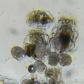 Vírniky Brachionus plicatilis - 2