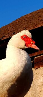 pižmový káčer čínsky - 2