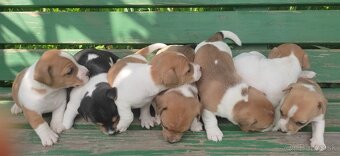 Jack russel terier - 2