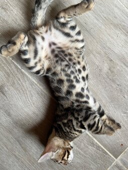 Bengálske mačiatka, bengalska mačka s Rodokmeňom - 2