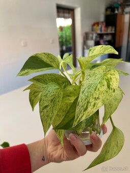 Epipremnum Marble Queen “Snow Queen” - 2