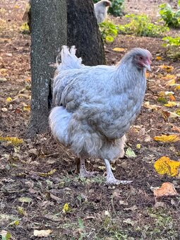 Orpinghton levander - 2