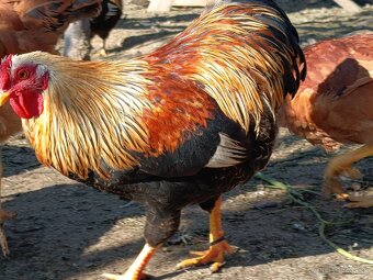 Predám kohuty - 2