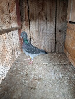 Poštové holuby - 2